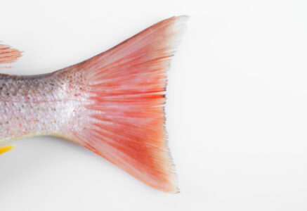 Poisson : Le saviez vous ?