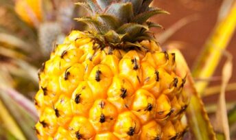 Ananas au four