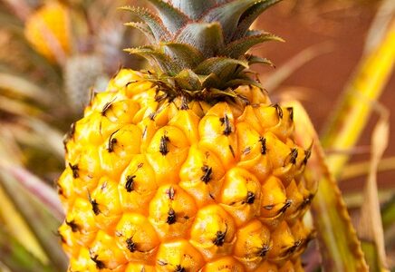 Ananas au four
