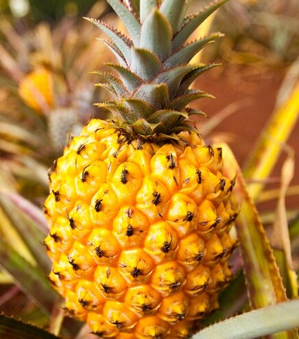Ananas au four