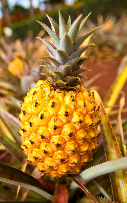 Ananas au four