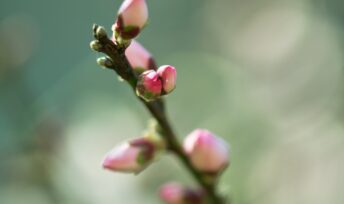 Fêtons nous encore le printemps ?