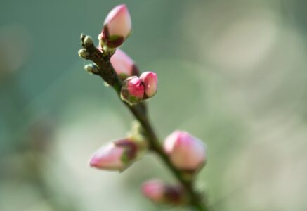 Fêtons nous encore le printemps ?