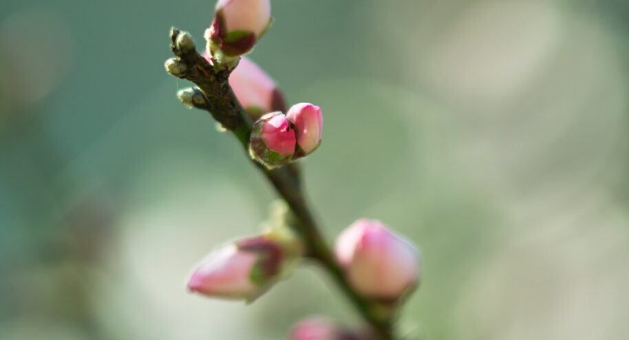 Fêtons nous encore le printemps ?