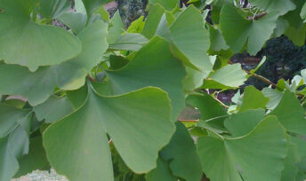 Le Ginkgo biloba