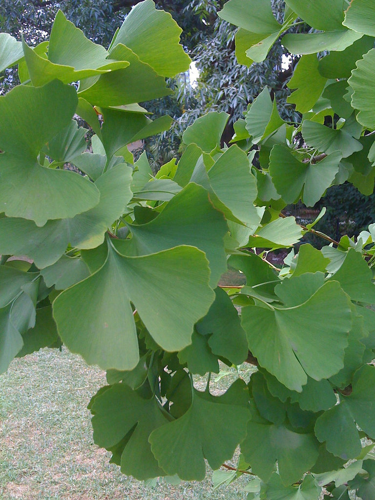 Le Ginkgo biloba