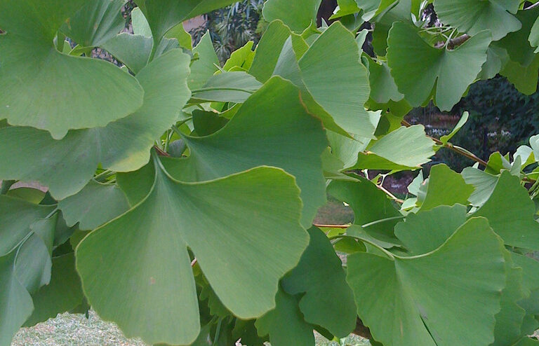 Le Ginkgo biloba