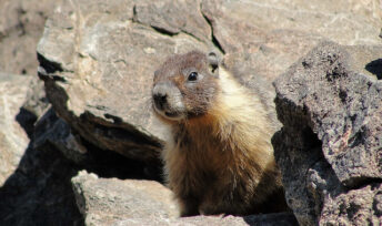 La Chandeleur, l'ours et la marmotte