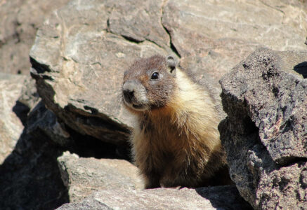 La Chandeleur, l’ours et la marmotte