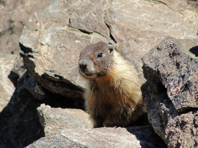 La Chandeleur, l'ours et la marmotte