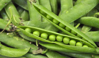 Petit pois “à la française"