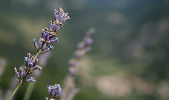 Une  tisane du soir au parfum de Provence