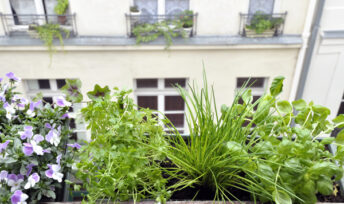 Mon petit jardin d’herbes