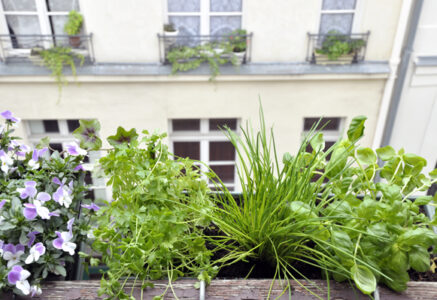 Faire pousser des herbes aromatiques à sa fenêtre
