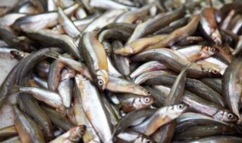 Quelques conseils pour manger du poisson sans trop culpabiliser