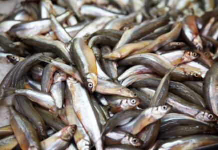 Quelques conseils pour manger du poisson sans trop culpabiliser