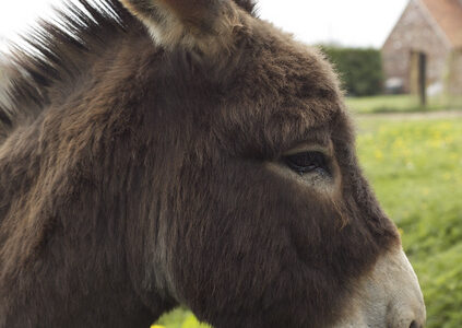 L’âne, un animal pas si bête