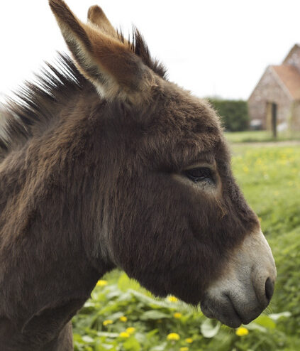L'âne, un animal pas si bête