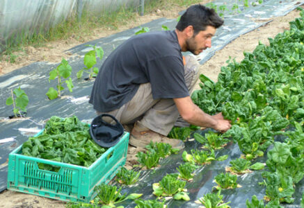 Les beaux légumes de Belle Île en Mer