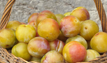 Confiture de reines-claudes