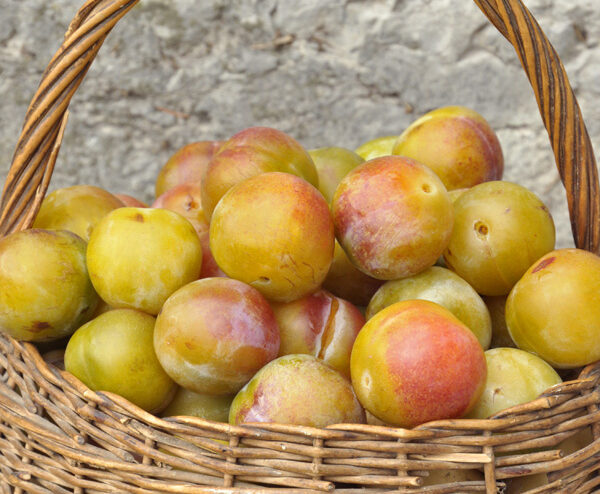 Confiture de reines-claudes
