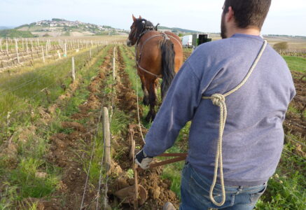 Sébastien Riffault, vigneron naturel