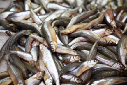 À chaque saison son poisson !