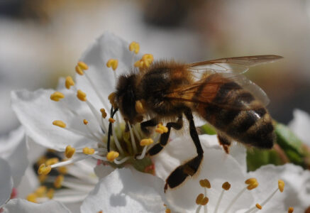 « Les abeilles sont des sentinelles de l’environnement »