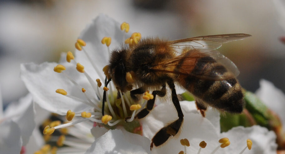 "Les abeilles sont des sentinelles de l'environnement"