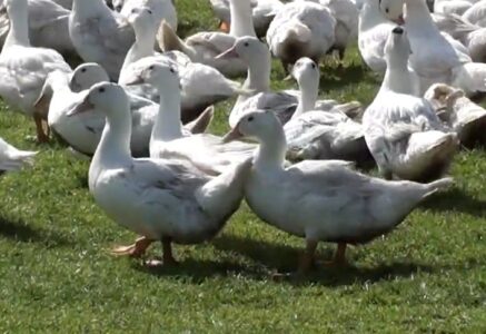 Les canards, ces sauveurs du riz bio !