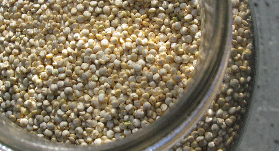 L'Anjou, ses vignes, ses châteaux... et son quinoa