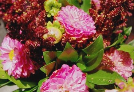 Le dahlia, roi du bouquet d’automne