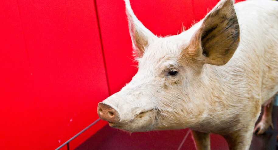 La promesse de l'or vert sous le lisier de porc