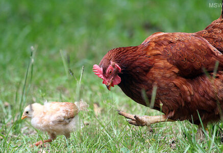 Quel poulet dans mon assiette ?