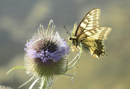 Papillons: trois petits tours et puis s’en vont