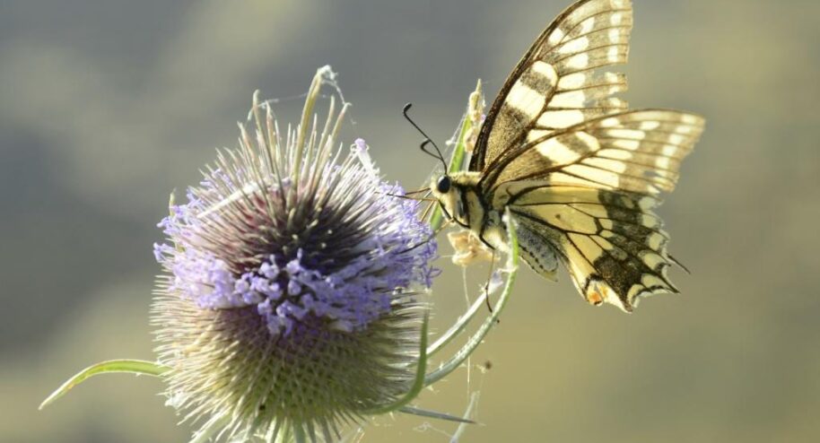 Papillons: trois petits tours et puis s'en vont