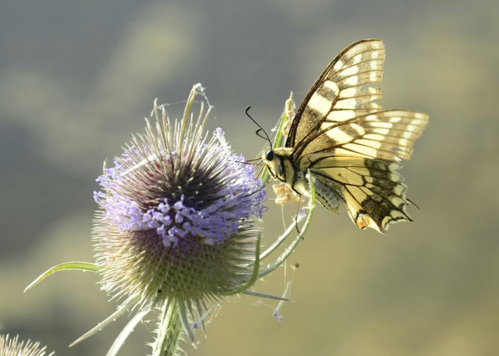 Papillons: trois petits tours et puis s'en vont
