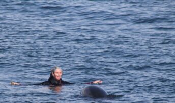 Nage avec les dauphins