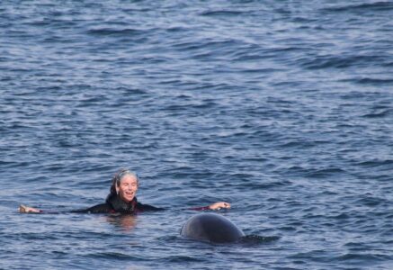 Nage avec les dauphins