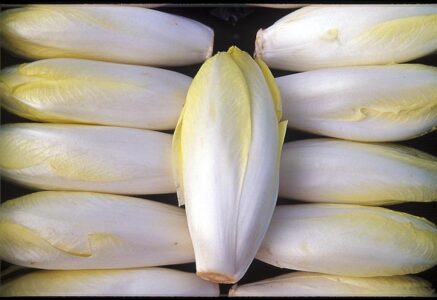 Une salade d’endives