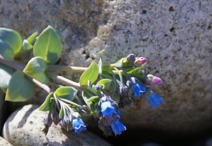 L’huître végétale, une plante à croquer !