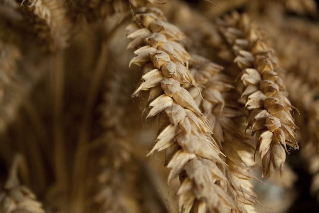 Le gluten, ennemi public