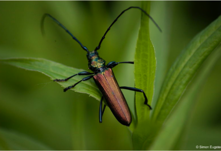 Participez aux inventaires participatifs de la biodiversité forestière !
