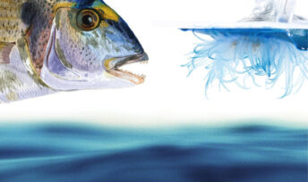 Les yeux de la Mer
