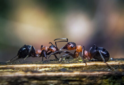 1000 milliards de fourmis !