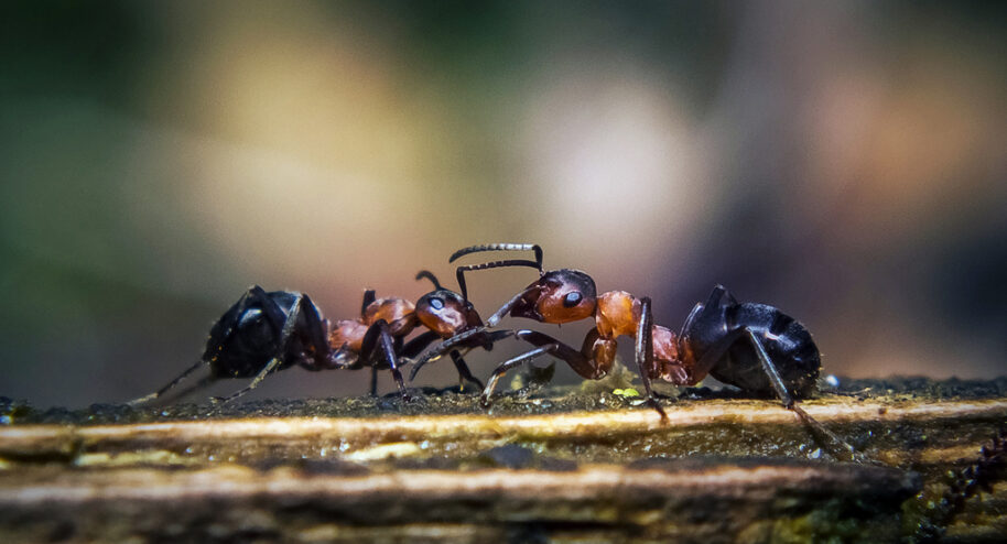 1000 milliards de fourmis !