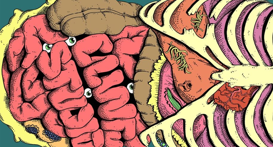 Le ventre, notre deuxième cerveau