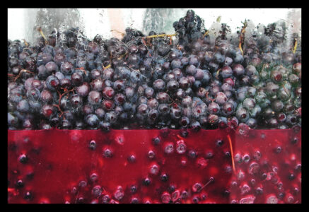On vous dit tout sur le vin biologique