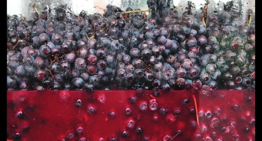 On vous dit tout sur le vin bio