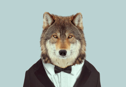 La recrudescence des loups : le vrai du faux